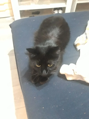 ich muss die Katze leider abgeben so schnell wie das geht