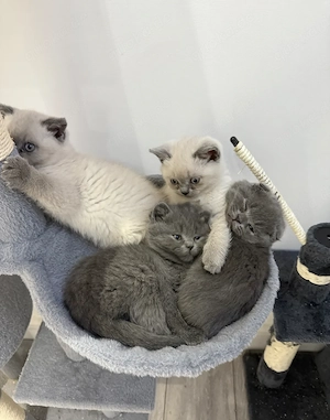 Atemberaubende Britisch-Kurzhaar-Kitten