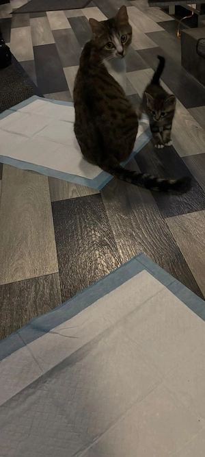 Katzen Dame und kind
