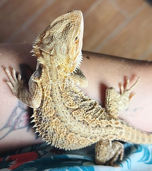 junge Bartagame abzugeben 