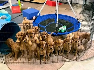entzückender Golden-Retriever-Welpe sucht neues Zuhause