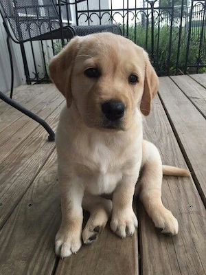 Labrador Retriever Welpe zu verkaufen