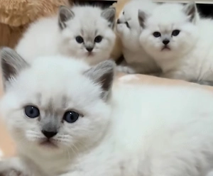    Wunderschöne BKH Kitten suchen ein liebevolles Zuhause   