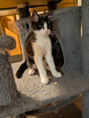 kitten katze