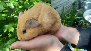 hübsche Meerschweinchen böckchen