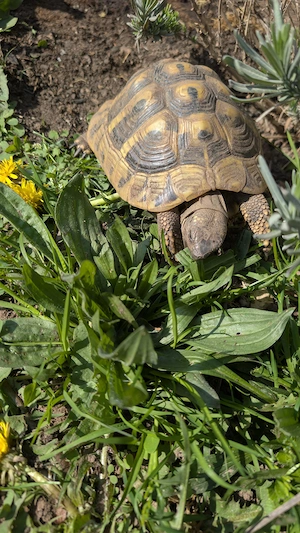 Gr. Schildkröte 2020 
