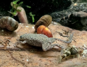 Zwergkrallenfrosch Hymenochirus boettgeri Bild 2