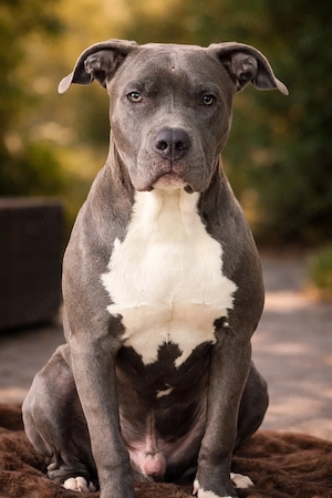Blueline XL Bully Hund 
