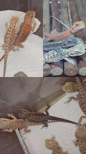 Süße Bartagame-Babys Pogona vitticeps Extreme Red High Red Linie, verschiedene Farben & Zeichnung