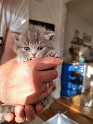 BKH Kitten Tabby männlich