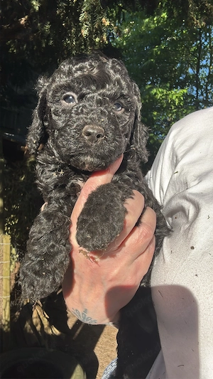 3 Reinrassige Kleinpudel Welpen Hündinnen Apricot, Fawn, Schwarz Pudel Bild 4