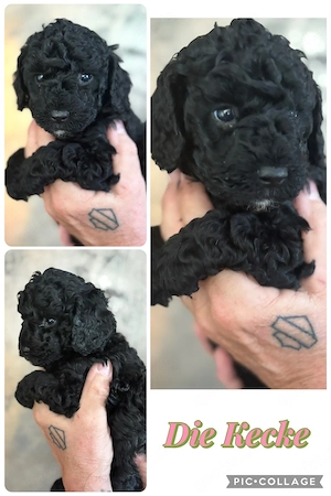 3 Reinrassige Kleinpudel Welpen Hündinnen Apricot, Fawn, Schwarz Pudel