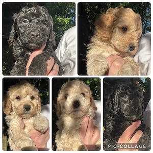 4 Reinrassige Kleinpudel Welpen Hündinnen Apricot, Fawn, Schwarz Pudel