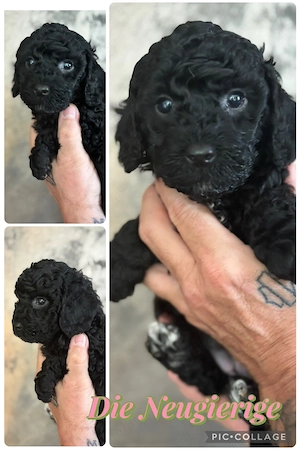 3 Reinrassige Kleinpudel Welpen Hündinnen Apricot, Fawn, Schwarz Pudel Bild 2