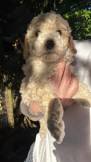 3 Reinrassige Kleinpudel Welpen Hündinnen Apricot, Fawn, Schwarz Pudel Bild 5