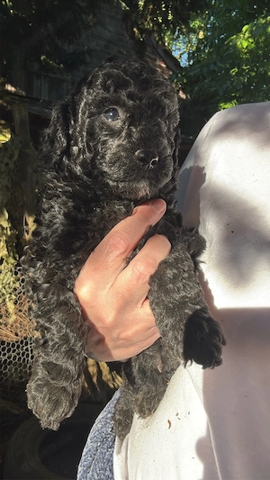 3 Reinrassige Kleinpudel Welpen Hündinnen Apricot, Fawn, Schwarz Pudel Bild 6