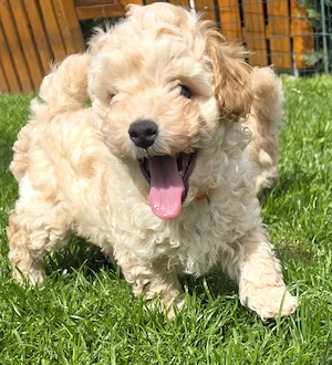 Toy Pudel-Bichon Friese Welpen 