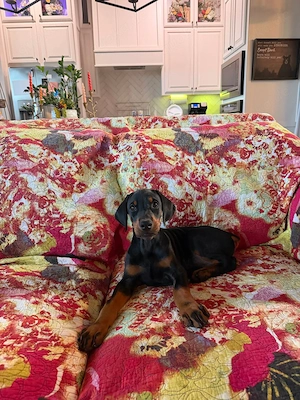 Liebevolle Dobermann-Welpe (Hündin) sucht neues Zuhause