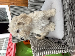 Maltipoo Rüde darf nun ausziehen    Bild 5