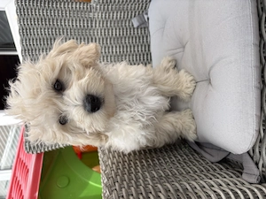 Maltipoo Rüde darf nun ausziehen   