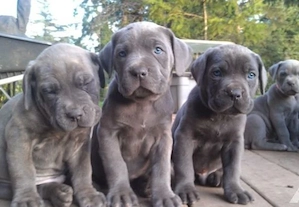  Erhältlich Cane Corso Welpen mit papieren