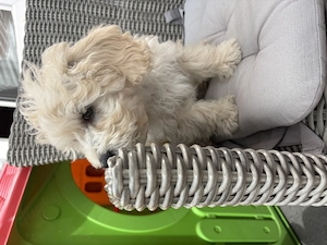 Maltipoo Rüde darf nun ausziehen    Bild 2