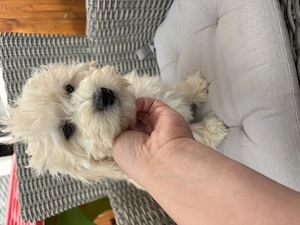 Maltipoo Rüde darf nun ausziehen    Bild 3