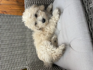Maltipoo Rüde darf nun ausziehen    Bild 4