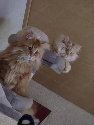 2 Maine coon kater 