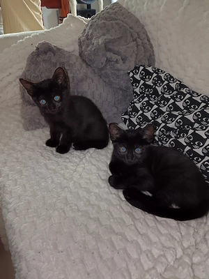 Kitten suchen schönes Zuhause Sehr