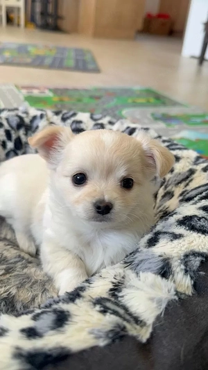 Wunderschöne Chihuahua-Welpen suchen ein liebevolles Zuhause