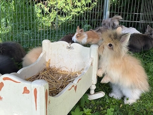 Angora Kaninchen   Kaninchen   English Angora 