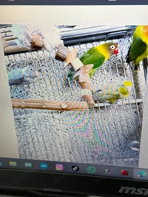 2 paar vogel
