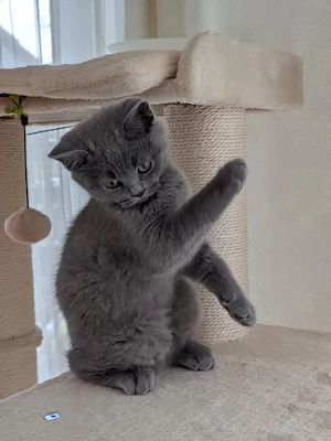 BKH Kitten von Champion-Eltern suchen ein liebevolles Zuhause