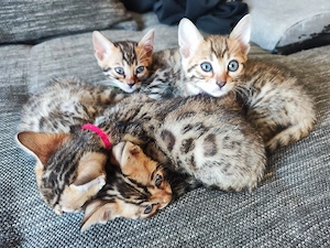Bengalkitten 