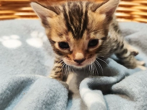Bengalkitten  Bild 2