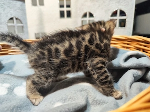 Bengalkitten  Bild 3