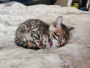 Bengalkitten  Bild 5