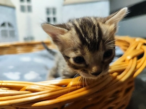 Bengalkitten  Bild 4