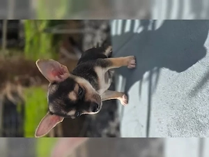 3 unserer zuckersüßen, lieben Chihuahuawelpen (Kurzhaar), Chaya, 