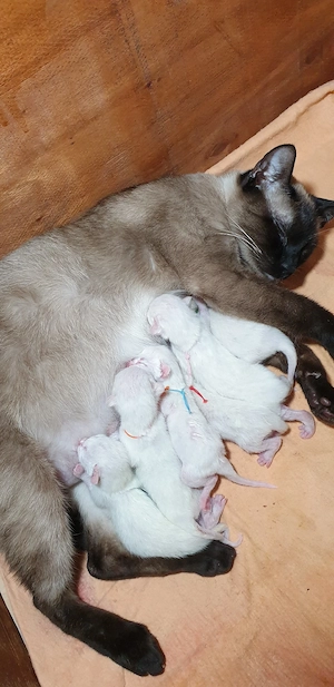 Kitten Thai-Katze ( Siamkatze) reinrassige 