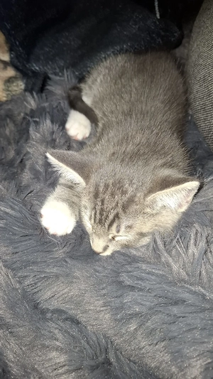 Baby Kater abzugeben 
