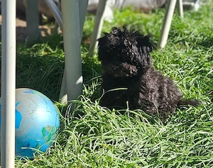 Bezaubernde Mini Bollipoo Welpen - Toypudel Bolonka Maltipoo 