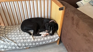 Deutsche Dogge
