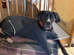 Herzenshund sucht zweite Chance 