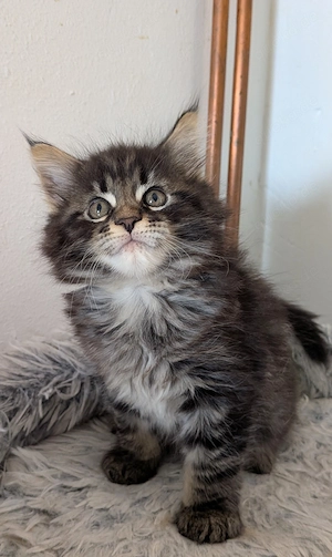 Maine Coon Kitten suchen neues Zuhause 