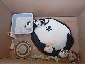 Katze Katzenbabys Hauskatze