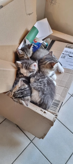 Kitten -  bald auszugsbereit