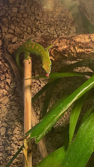 Taggecko mit komplettem Terrarium & Zubehör abzugeben - in Nideggen