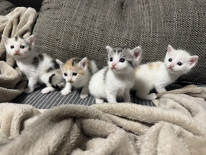 Kitten(Mischling) suchen liebevolle Familie 